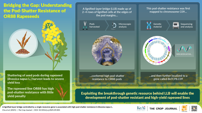 Unearthing the gene underlying pod-shatter resistance in a rapeseed variety