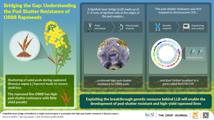 Unearthing the gene underlying pod-shatter resistance in a rapeseed variety