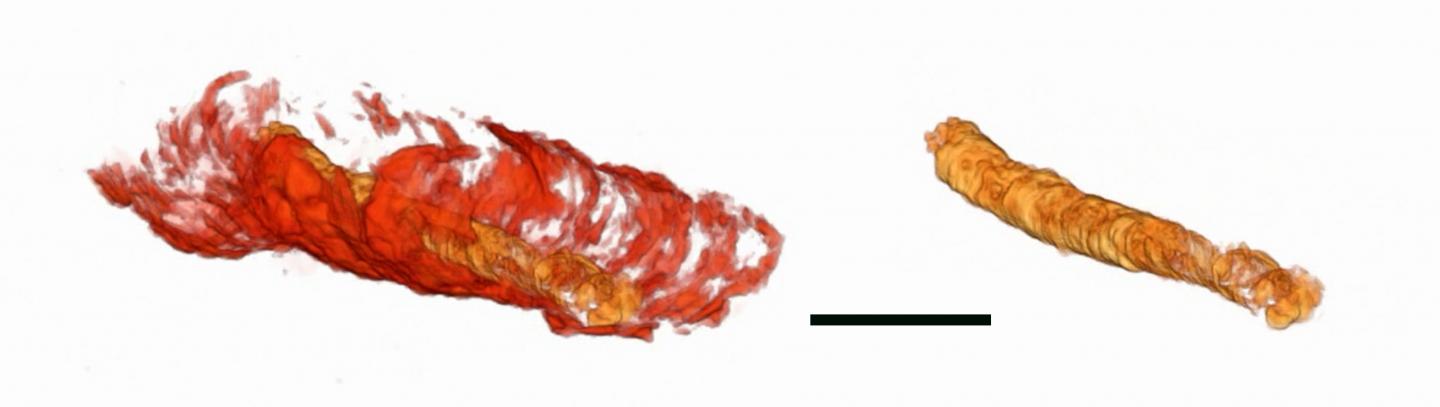 3D Image of a 550-Million-Year-Old Fossilized Tube with Internal Gut