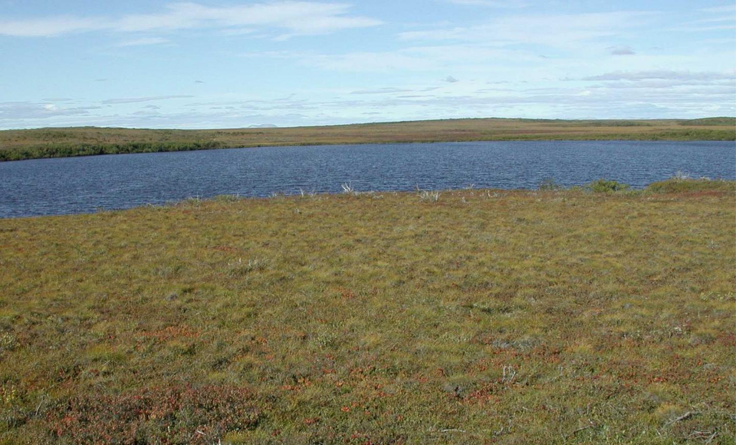 Mesic Shrub Tundra in Northwestern Alaska