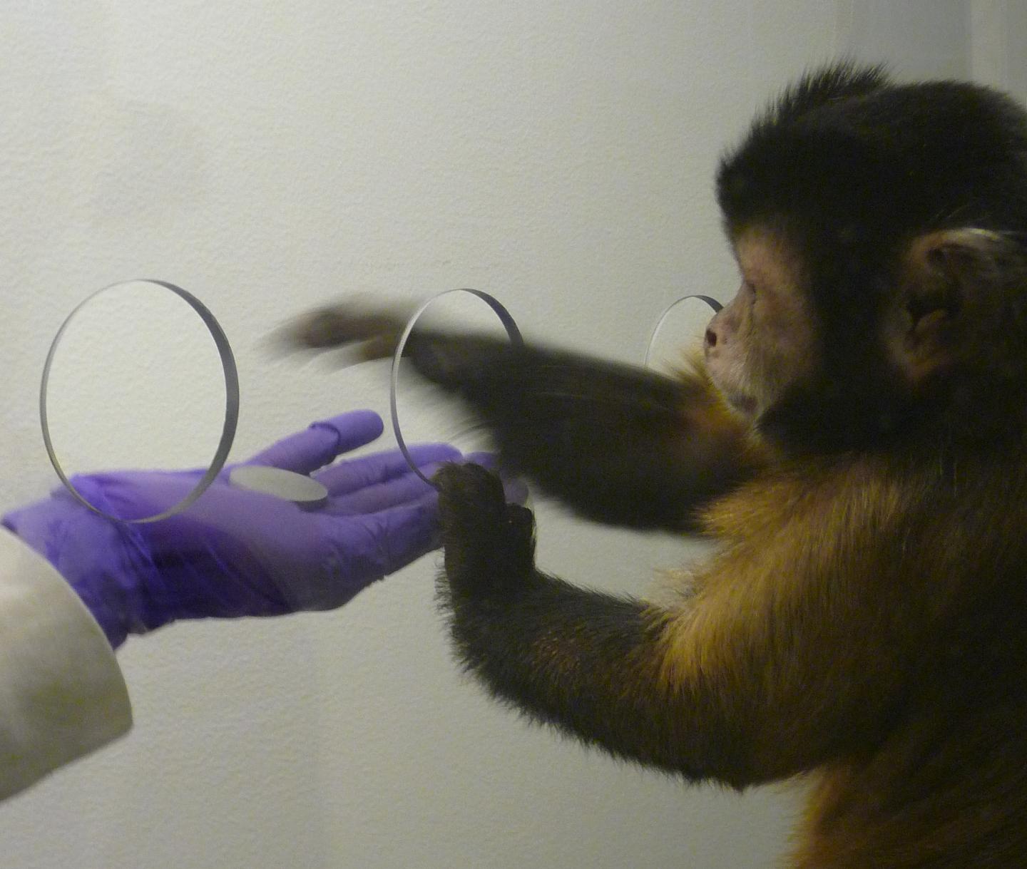 Unlike Humans, Monkeys Aren't Fooled by Expensive Brands
