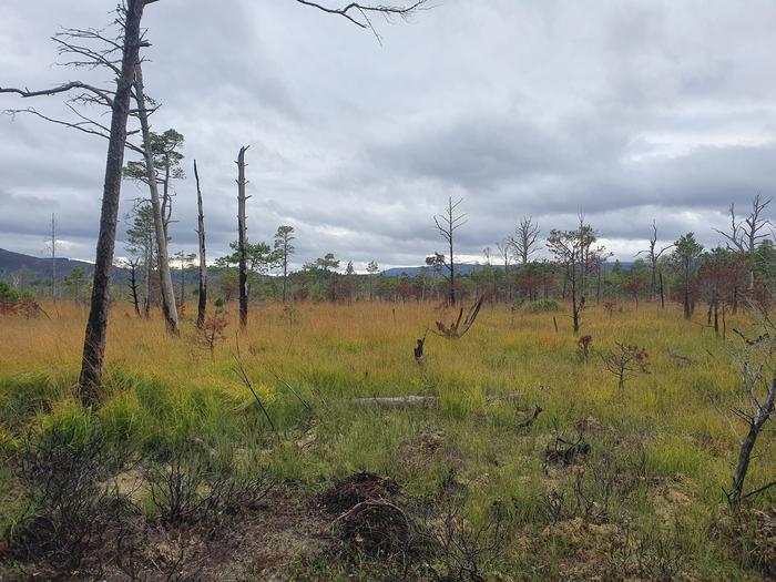 Burned peat bog in Scotland