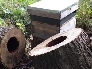 Tree nest and hive together