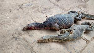 Injured monitor lizards (including a pregnant individual) captured by hunters in Panskura railway station in East Medinipur district in 2018