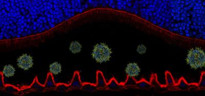 Delivering Genes to the Eye