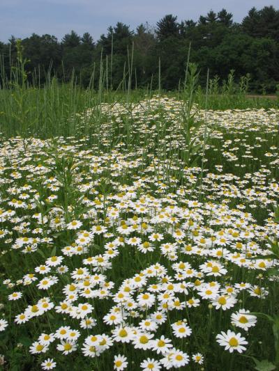Mayweed Chamomile