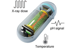 Functional model of capsule