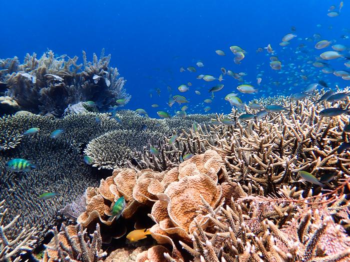 Healthy coral reef ecosystem, Indonesia
