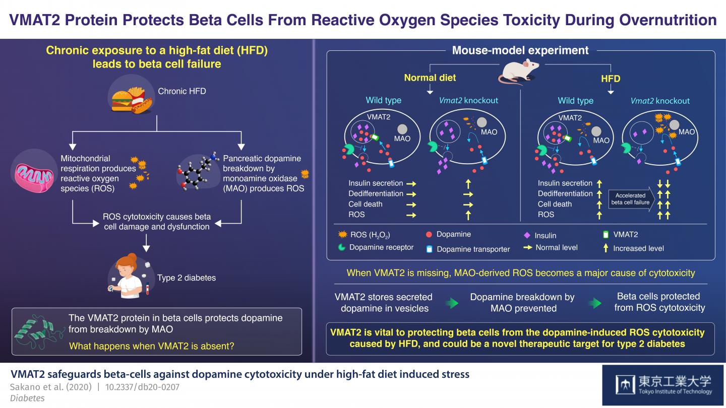 Protective Effect of VMAT2 Protein on Beta Cells from Reactive Oxygen Species Toxicity