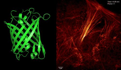 CAS Researchers and Nobel Laureate Develop New Monomer Fluorescent Protein for SR Imaging