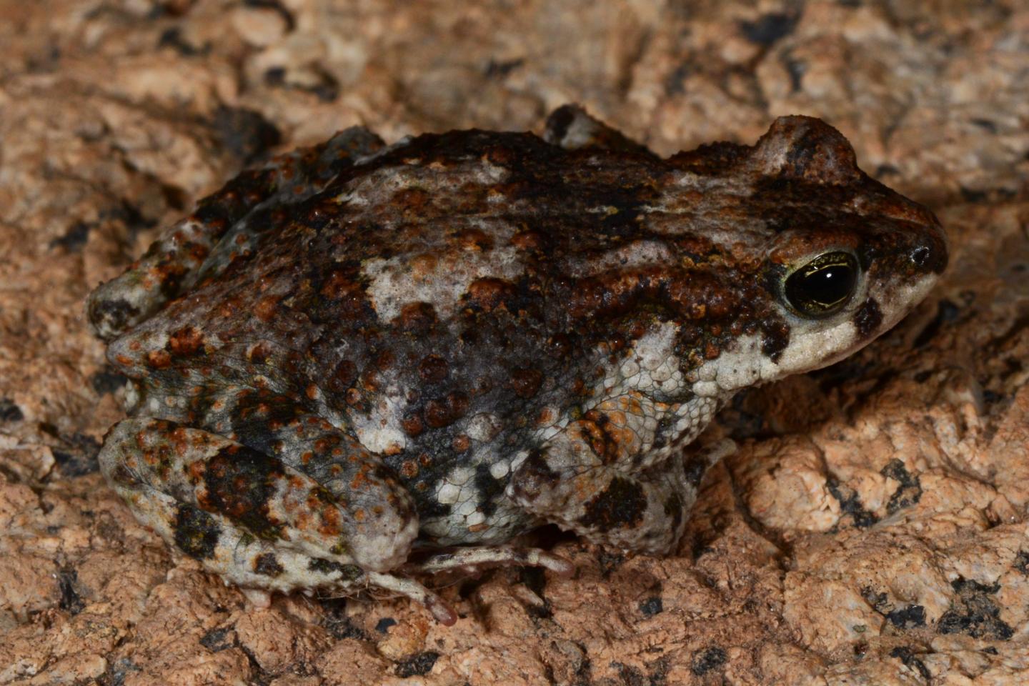 New Toad Species <i>Poyntonophrynus pachnodes</i>