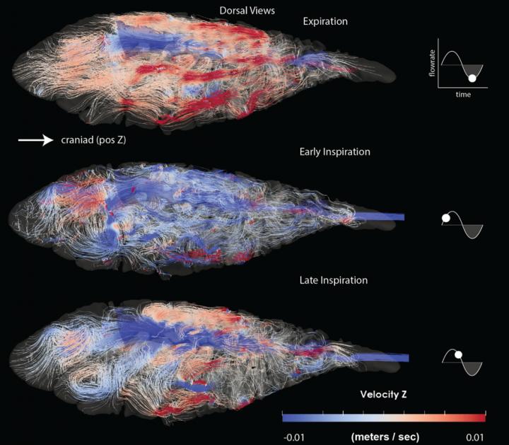 Computer Fluid Dynamics Simulation of Airflow in Monitor Lizards