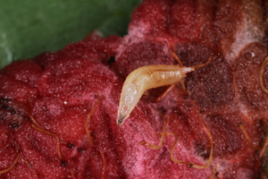 Larva of the invasive spotted wing drosophila