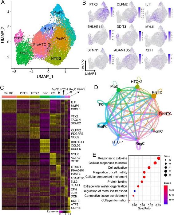 A single-cell transcriptomic atlas of chondrocytes in healthy human cartilage