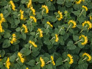 For the sunflower, turning toward the sun requires multiple complex systems