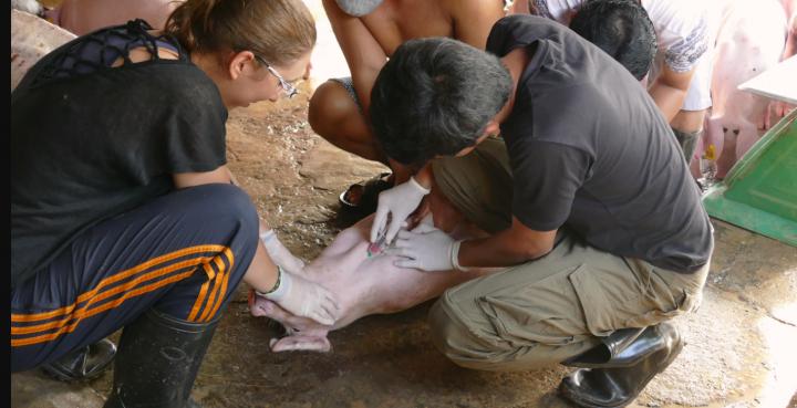 Japanese Encephalitis Transmitted to Pigs as Rapidly in a Peri-Urban as in a Rural Area of Cambodia