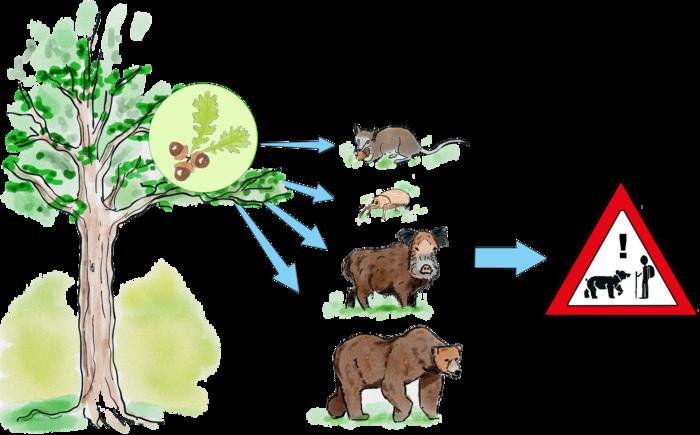 Masting affects the behavior and population of animals