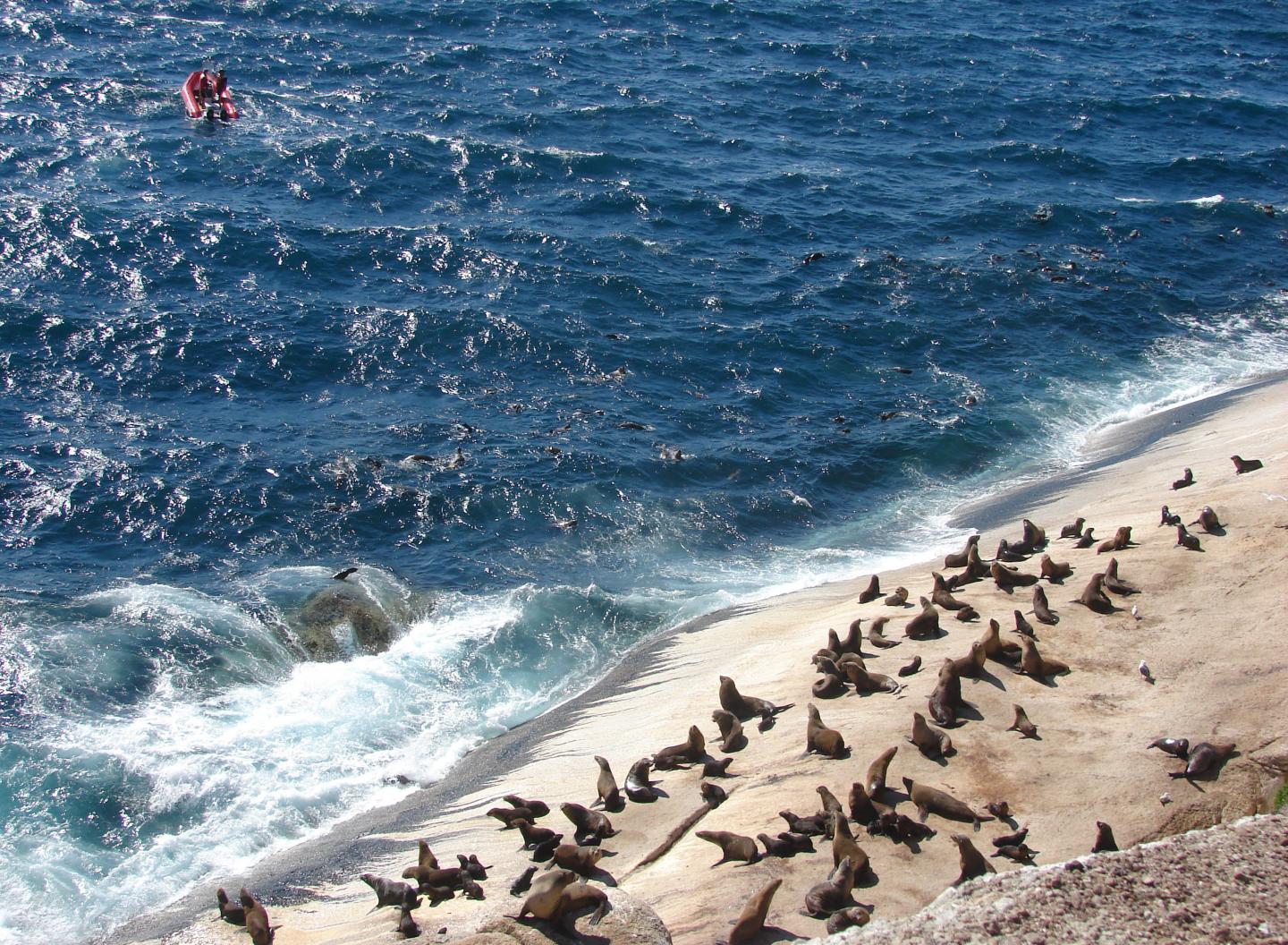 Seals Fleeing