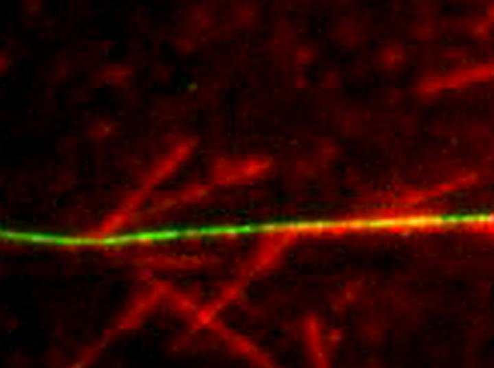 Branching Microtubules