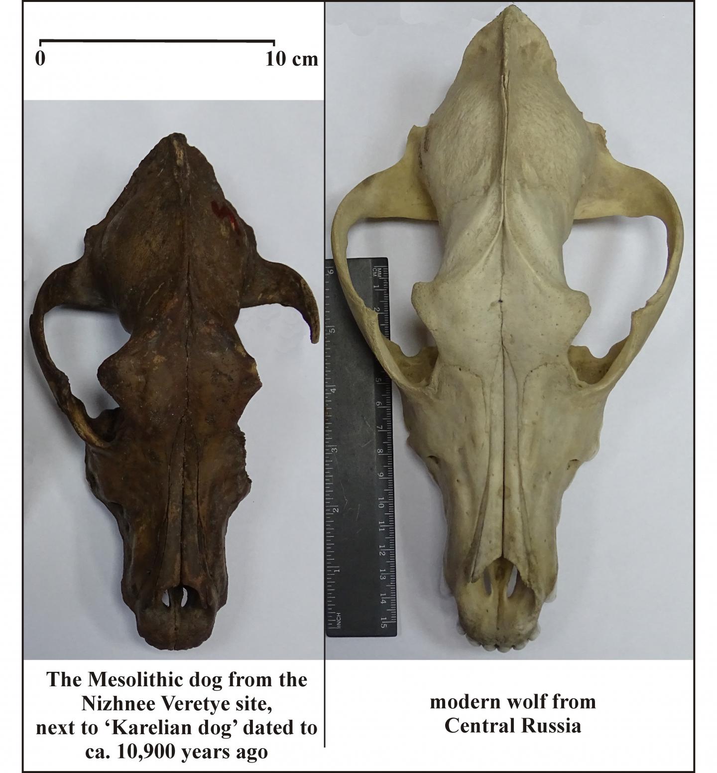 Image Of Dog And Wolf Skull