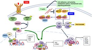 The canonical HIPPO and TGF-β signaling pathways