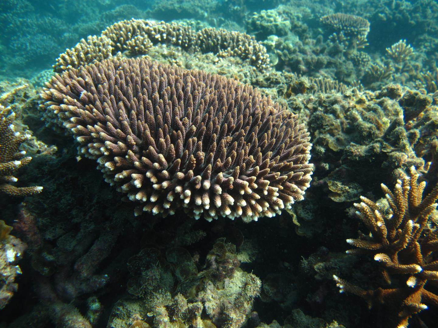 Acropora millepora coral - Stock Image - C026/5433 - Science Photo Library
