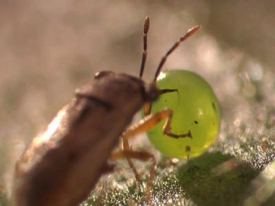A Big-Eyed Bug (<i>Geocoris spp.</i>) (1 of 2)