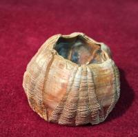 Fossilized Whale Barnacle
