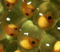 Red-Eyed Treefrog Embryos, Showing Their Bright Red External Gills