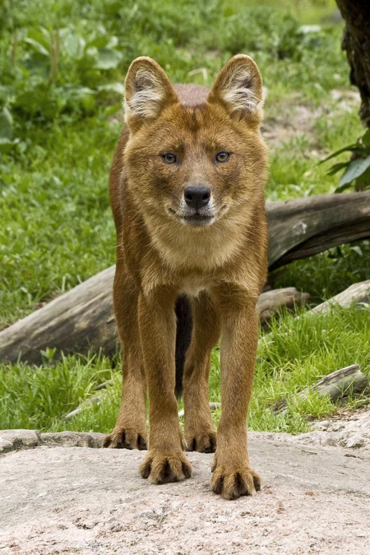 The Dhole (<em>Cuon alpinus</em>)
