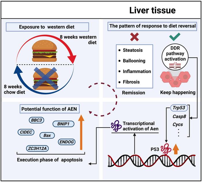 Proposed model for the persistent activation of DDR signaling and P53-AEN axis in the liver after transitioning from a WD to a CD even when MASLD is histologically resolved