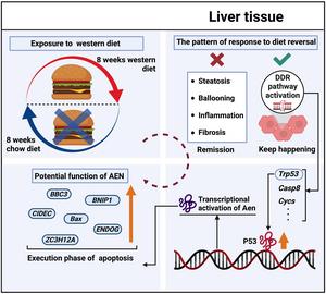 Proposed model for the persistent activation of DDR signaling and P53-AEN axis in the liver after transitioning from a WD to a CD even when MASLD is histologically resolved