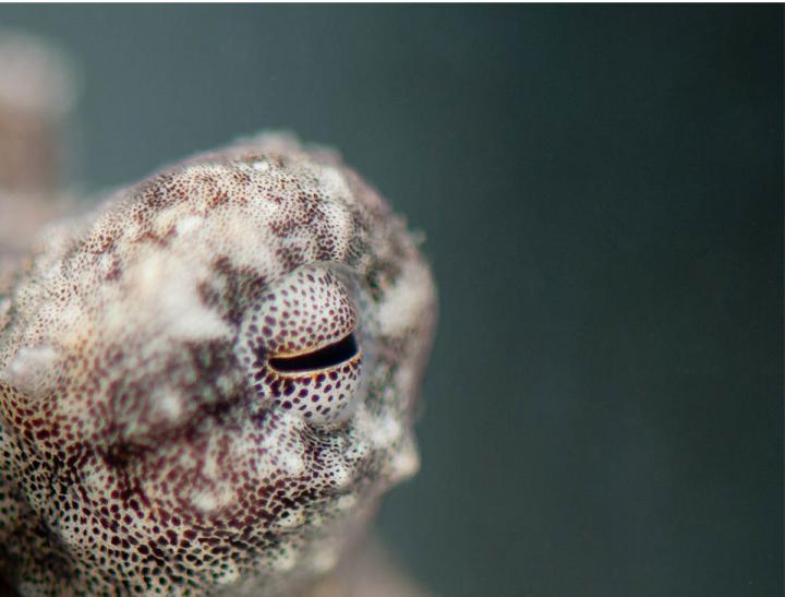 Octopus eye