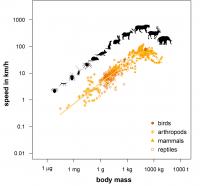 Relationship between Body Mass and Maximum Speed of Animals