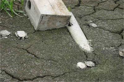 Downed Duck Nest Box