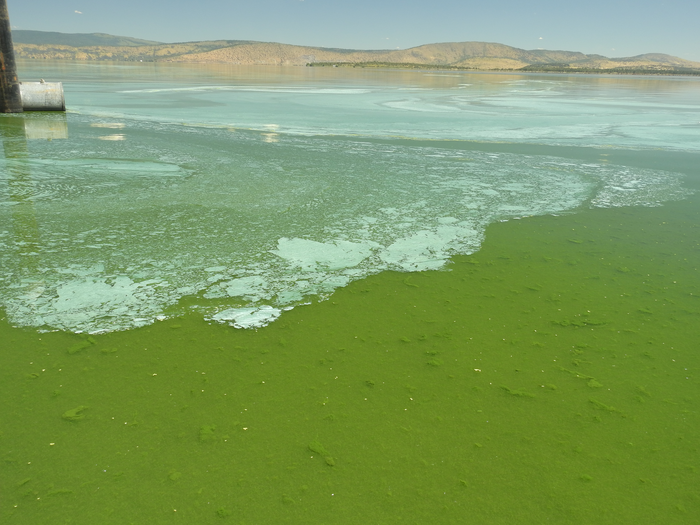 Upper Klamath Lake in summer [IMAGE] EurekAlert! Science News Releases
