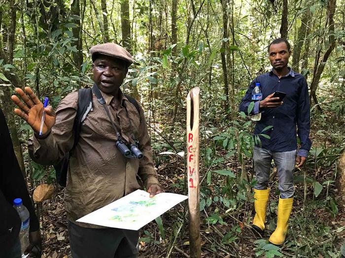 Forest in Liberia