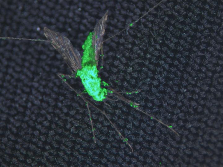 Anopheles gambiae Mosquito Covered in the Mosquito-Killing Fungus Metarhizium pingshaense