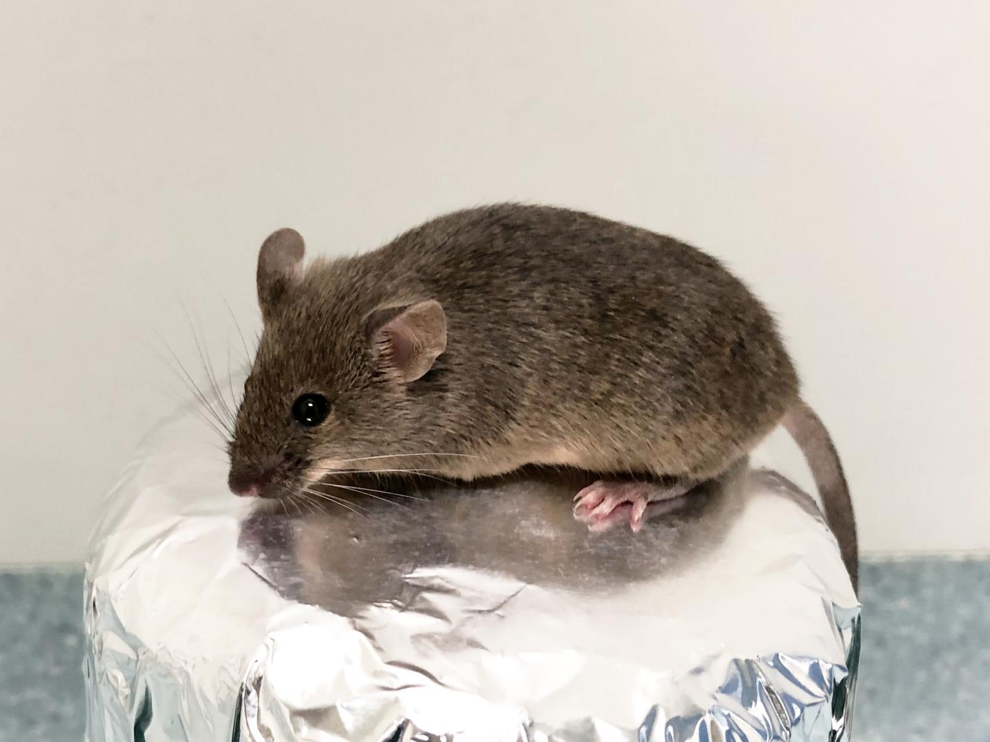 Mouse Born from Granulosa-Derived Egg 2