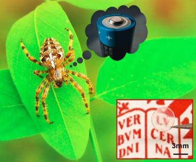 What Do Spiders Have in Common with Batteries?