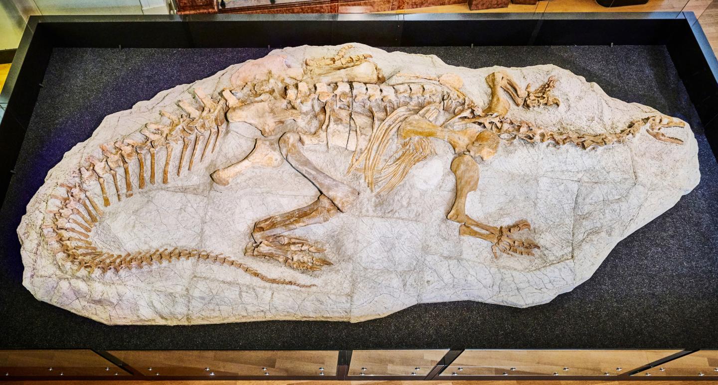 The complete fossil of a Plateosaurus trossingensis,