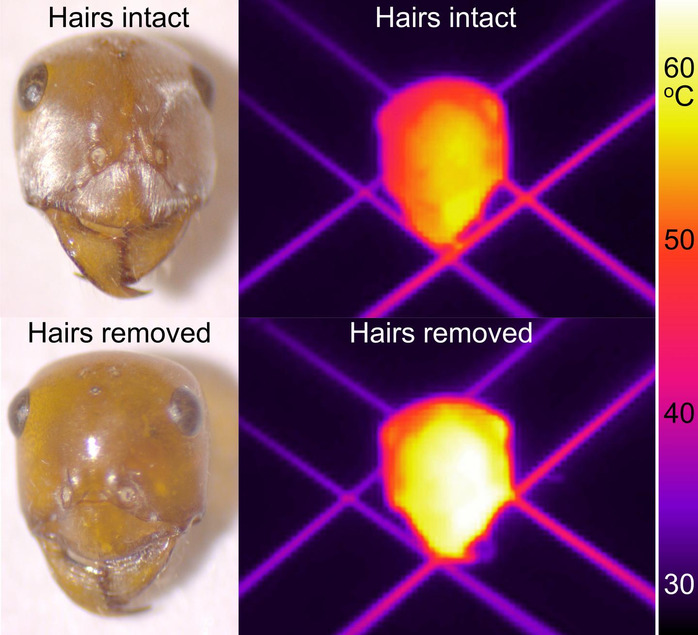 Thermodynamic Figure Comparing the Temperature of Ant Head with and without Hairs.