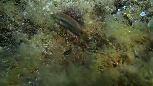Ocellated Wrasse Spawning