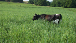 Cows in Pasture