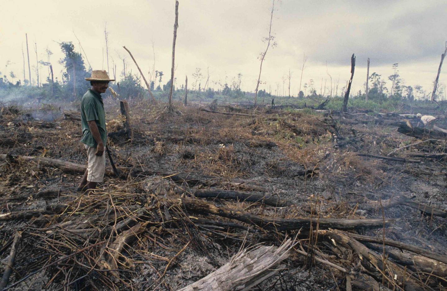 Land Clearing, Indonesia