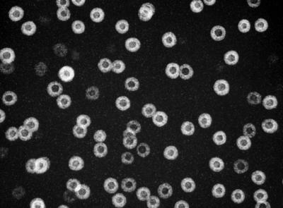 Core-shell Nanoparticles All the Same Size