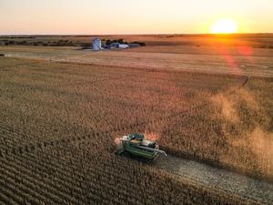 Genetic changes have decreased maize’s tolerance to severe heat stress and increased resilience to moderate heat stress