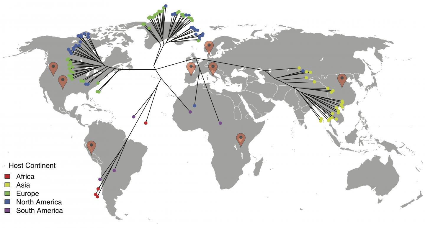 People from Different Continents Harbor Distinct Bacterial Strains
