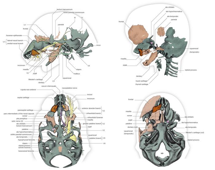 （Figure 3）Facial development of mice and men