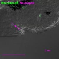 Macrophages Chase Neutrophils